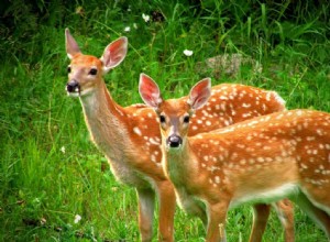 Signification du rêve de cerf 