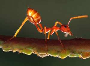 Signification et symbolisme des rêves de fourmis 