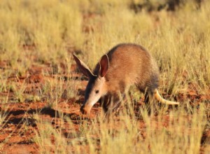 ツチブタの夢の意味と精神の動物 