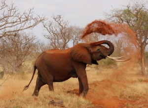 Véritable sens et bonne interprétation du rêve d éléphants 