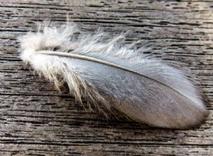 Gray Feather Dream Betydning og Symbolik 