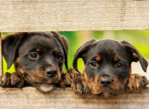 子犬の夢の意味と象徴性 