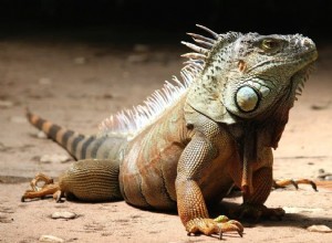 Soñar con Iguana Significado y Simbolismo 