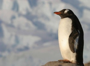 Significado e simbolismo do sonho de pinguim 