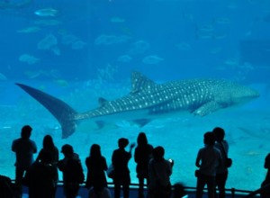 水族館の夢の意味と象徴性 