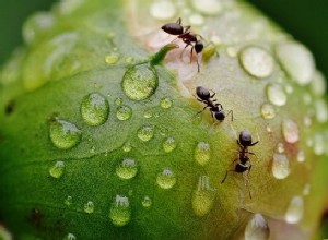 Rêves de fourmis - Signification et interprétation 