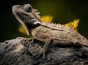 Rêves de lézards - Signification et interprétation 