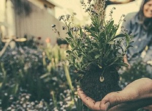 Jardín – Significado y simbolismo de los sueños 