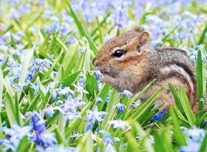 リス–夢の意味と象徴性 