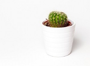 Cactus – Significado y simbolismo de los sueños 