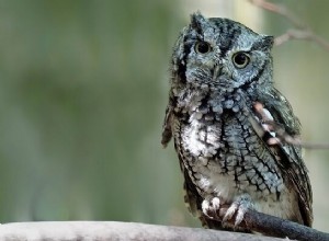 フクロウについての夢–意味と解釈 