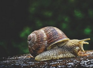 Rêver d escargots - Signification et symbolisme 