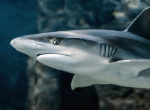 Rêves de requins – Signification et interprétation 