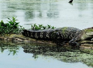 Soñar con Caimanes, Cocodrilos – Significado e Interpretación 