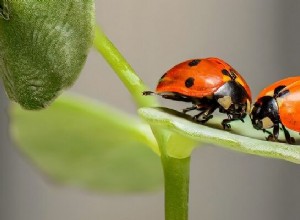 Sonhos sobre insetos - interpretação e significado 