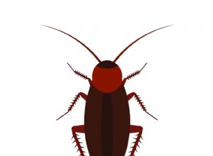 ¿Qué significa soñar con una cucaracha? 