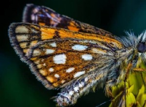 Signification et interprétation des rêves de papillon de nuit :terribles interprétations ! 