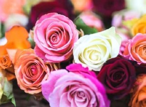 Significado e interpretación de los sueños con rosas:guía completa de los sueños 