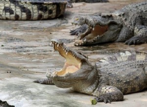 Κροκόδειλος Όνειρο Έννοια:Μια σειρά συναισθημάτων 