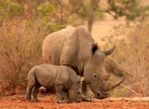 Signification du rêve de rhinocéros :force, vigueur et polyvalence 