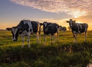 Significado de soñar con vaca:ser mensajeros espirituales 