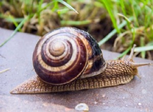 Significado de los sueños con caracoles:¡Reduzca la velocidad y tómelo con calma! 