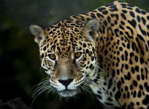 Significado de soñar con Jaguar:Despierta tu espíritu interior 