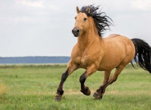 Znaczenie snu konia:Wygraj każdą bitwę w życiu 