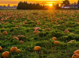 Signification du rêve de citrouille :Affrontez vos peurs 