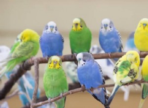 Σημασία ονείρου Parakeet:Ξεπερνώντας τις καταιγίδες στη ζωή 