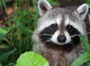 Mapache en sueño:descubra lo que significa 