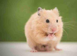 Dream of Hamster – The Ultimate Guide 