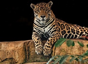 Jaguar in Dream:la guía definitiva 