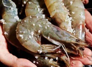 Dream of Shrimp - Tout ce que vous devez savoir sur 