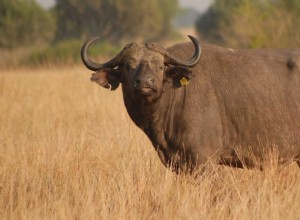 Significado de soñar con búfalo:87 tramas e interpretaciones 