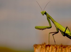 Praying Mantis in Dream – Δείτε αυτά τα 48 σενάρια 