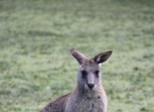 カンガルーの夢の意味 