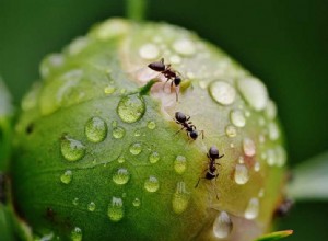 Significado de Soñar con Insectos y Bichos 