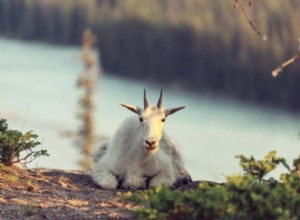 Significado de soñar con Cabras 