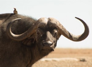 Sann betydelse du behöver veta om Buffalo Dreams