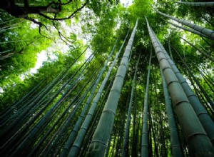 竹の夢の本当の意味と正しい解釈