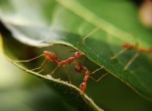 Verdadero Significado y Correcta Interpretación de Soñar con Hormigas