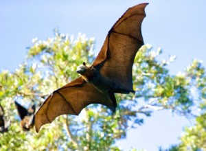 La véritable signification et la bonne interprétation des rêves de chauves-souris