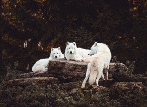 Verdadero significado e interpretación correcta de soñar con lobos