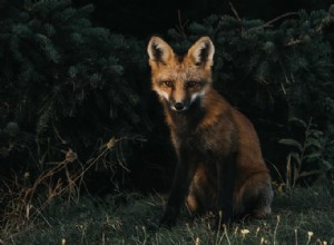 Τι σημαίνει πραγματικά να ονειρεύεσαι αλεπούδες 