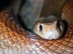 コブラの夢の本当の意味と正しい解釈