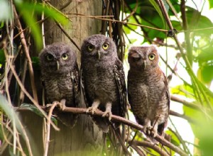 フクロウの夢の本当の意味は?