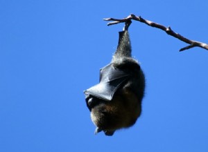 Verklig mening och rätt tolkning av Dreams Of Bats