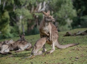 カンガルーの夢の正しい解釈と本当の意味