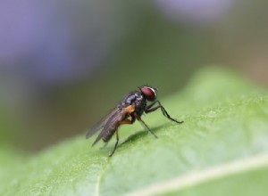 Αληθινή σημασία και σωστή ερμηνεία των ονείρων για τις μύγες